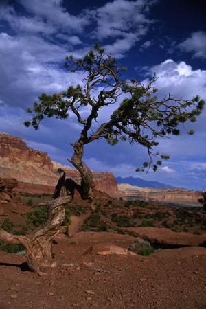 Capitol Reef. (47.935)