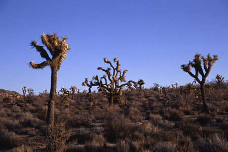 Joshua Trees. (36.303 Byte)