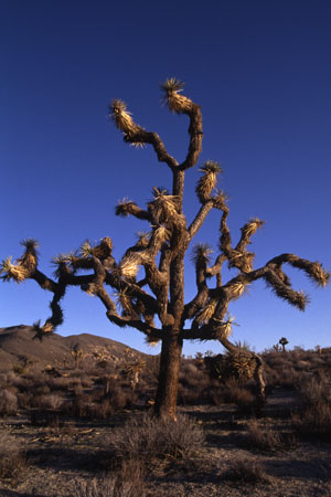 Joshua Tree. (38.829 Byte)