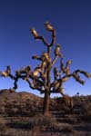 Joshua Tree National Park