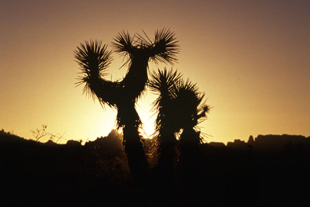 Joshua Tree mit Sonnenuntergang. (24.136 Byte)