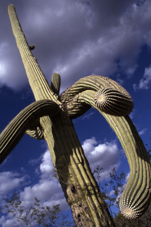 Saguaro. (42.672 Byte)