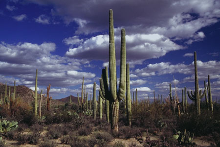 Saguaros. (41.423 Byte)